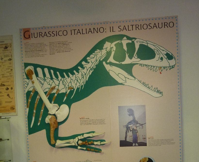 Museo Fossili Besano